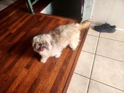 Found/Stray Unknown Dog last seen Pagosa Cir, Aurora, CO 80015