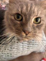 Lost Female Cat last seen Barnhardt Road, New London, NC 28127