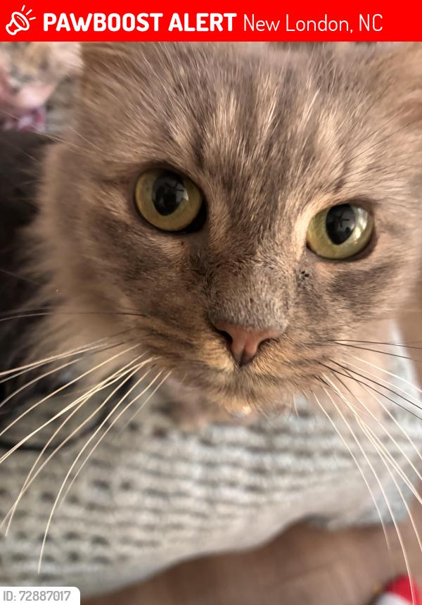 Lost Female Cat last seen Barnhardt Road, New London, NC 28127