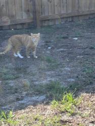Found/Stray Unknown Cat last seen In my backyard , Clermont, FL 34711
