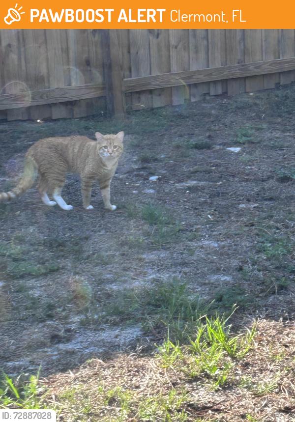 Found/Stray Unknown Cat last seen In my backyard, Clermont, FL 34711