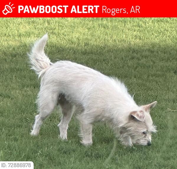 Lost Female Dog last seen S 17th St and Price Ln, Rogers, AR 72758