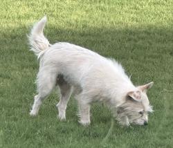 Lost Female Dog last seen S 17th St and Price Ln, Rogers, AR 72758
