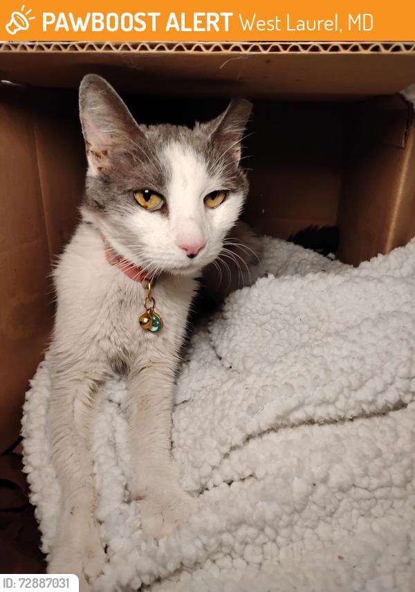 Found/Stray Unknown Cat last seen Sherwood Avenue and Bond Mill Road, West Laurel, MD 20707