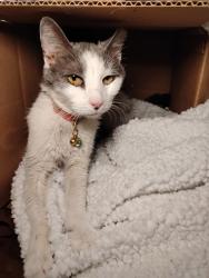 Found/Stray Unknown Cat last seen Sherwood Avenue and Bond Mill Road, West Laurel, MD 20707