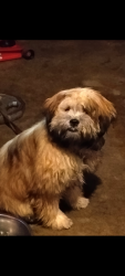 Lost Male Dog last seen Chalkville Elementary , Birmingham, AL 35215