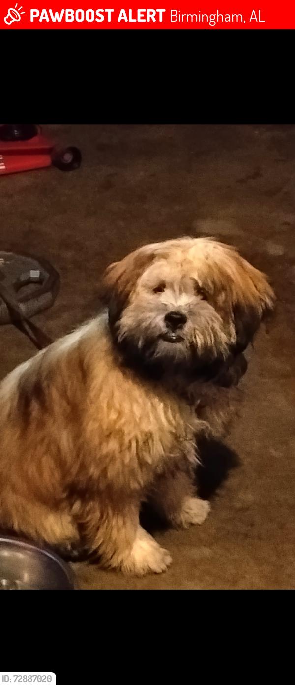 Lost Male Dog last seen Chalkville Elementary , Birmingham, AL 35215