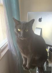Reunited Male Cat last seen Flossmoor Road and Central Park, Flossmoor, IL 60422