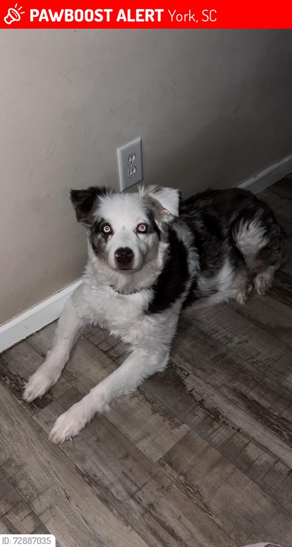 Lost Female Dog last seen Near mission rd York sc, York, SC 29745