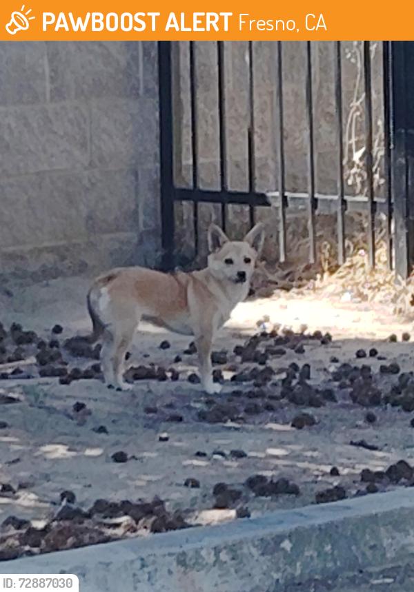 Found/Stray Unknown Dog last seen E olive and n peach the landing at fancher creek by apt 162, Fresno, CA 93727