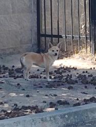 Found/Stray Unknown Dog last seen E olive and n peach the landing at fancher creek by apt 162, Fresno, CA 93727
