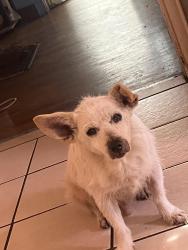 Lost Male Dog last seen Near cross walks , Whittier, CA 90602