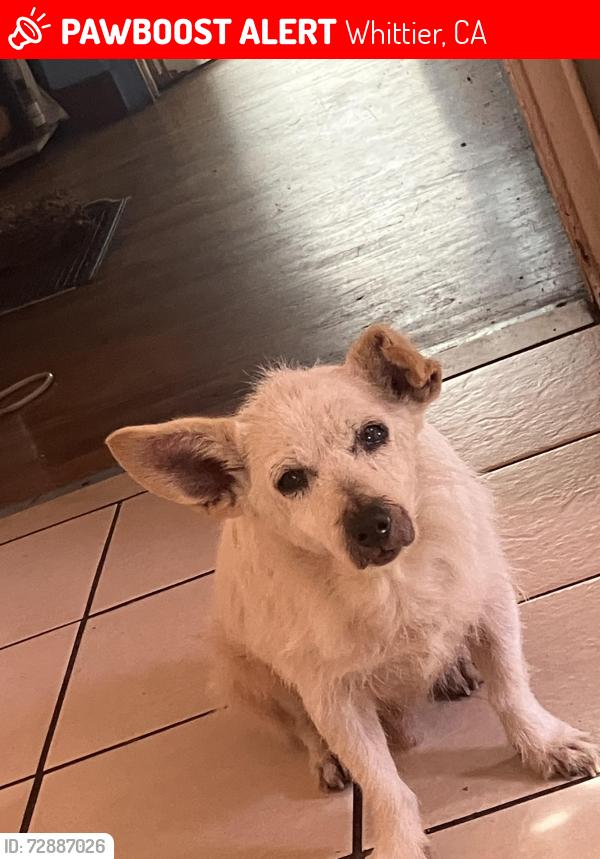 Lost Male Dog last seen Near cross walks , Whittier, CA 90602