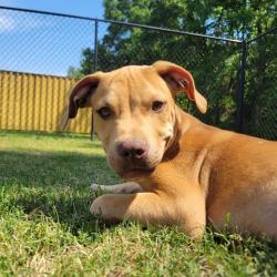 Shelter Stray Male Dog last seen , Cabot, AR 72007