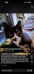 Lost Male Cat last seen Roosevelt and 15th, Nampa, ID 83651