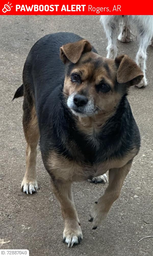 Lost Female Dog last seen S 17th St and Price Ln, Rogers, AR 72758