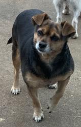 Lost Female Dog last seen S 17th St and Price Ln, Rogers, AR 72758