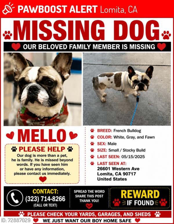 Lost Male Dog last seen near our apmt complex , Lomita, CA 90717