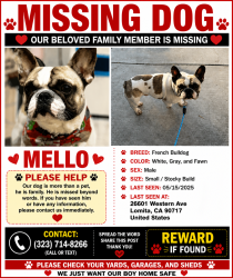 Lost Male Dog last seen near our apmt complex , Lomita, CA 90717