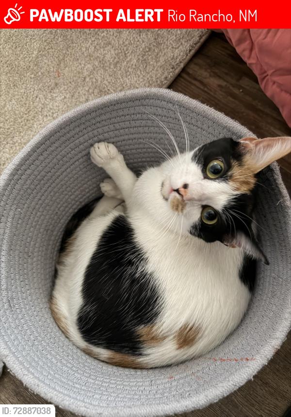 Lost Female Cat last seen Monterrey Rd NW Rio Rancho 528/Alberta , Rio Rancho, NM 87144