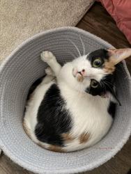 Lost Female Cat last seen Monterrey Rd NW Rio Rancho 528/Alberta , Rio Rancho, NM 87144