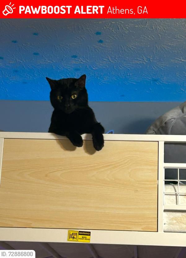 Lost Male Cat last seen Sidney Lanier Avenue, Athens, GA 30607