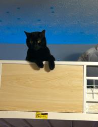 Lost Male Cat last seen Sidney Lanier Avenue, Athens, GA 30607