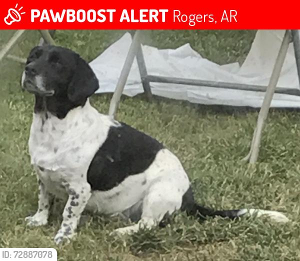 Lost Female Dog last seen S 17th St and Price Ln, Rogers, AR 72758