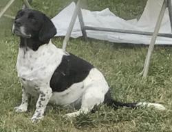 Lost Female Dog last seen S 17th St and Price Ln, Rogers, AR 72758