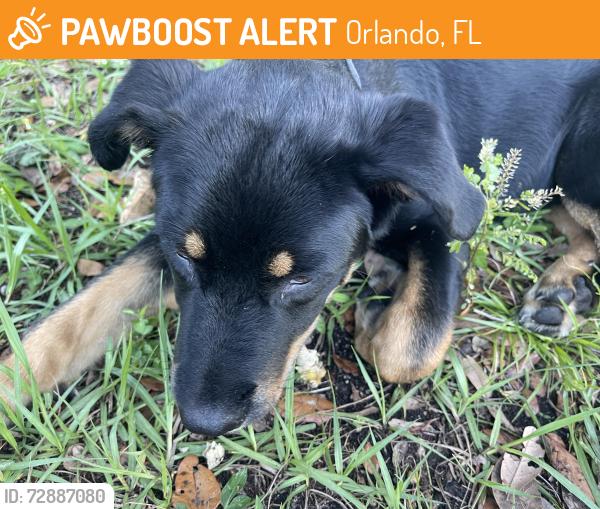 Found/Stray Unknown Dog last seen Hiawasse elementary, Orlando, FL 32818
