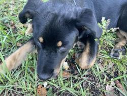 Found/Stray Unknown Dog last seen Hiawasse elementary , Orlando, FL 32818