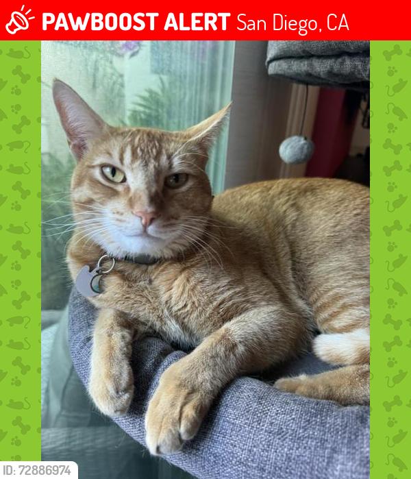 Lost Male Cat last seen Near Caminito Araya, San Diego CA , San Diego, CA 92122