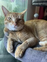 Lost Male Cat last seen Near Caminito Araya, San Diego CA , San Diego, CA 92122