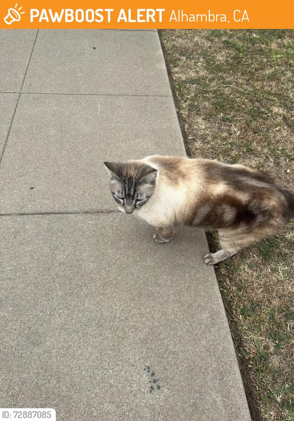Found/Stray Unknown Cat last seen La Paloma and Polar , Alhambra, CA 91801