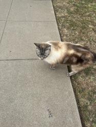 Found/Stray Unknown Cat last seen La Paloma and Polar , Alhambra, CA 91801