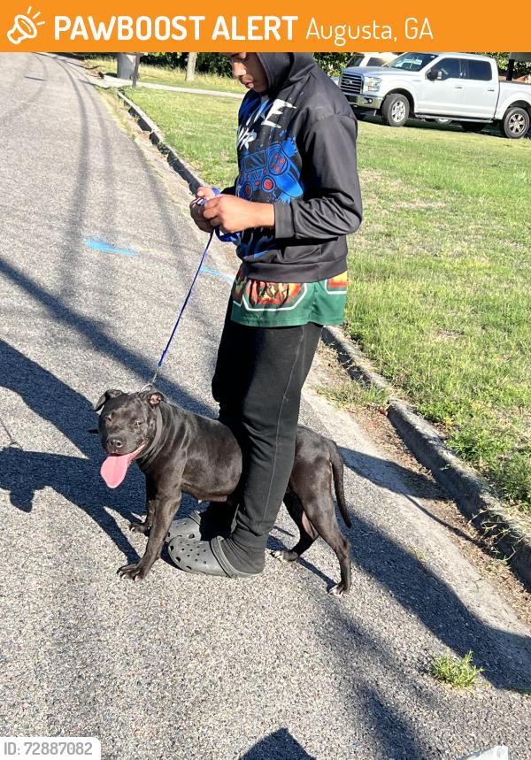 Found/Stray Unknown Dog last seen Louisville Rd, Augusta, GA 30906