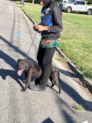 Found/Stray Unknown Dog last seen Louisville Rd, Augusta, GA 30906