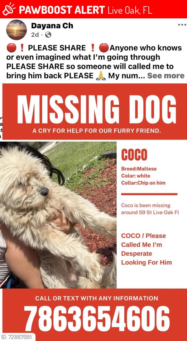 Lost Male Dog last seen Live Oak , Live Oak, FL 32064