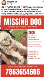Lost Male Dog last seen Live Oak , Live Oak, FL 32064