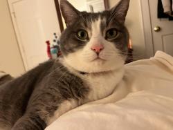 Lost Male Cat last seen Florian Way, Buncombe County, NC 28803