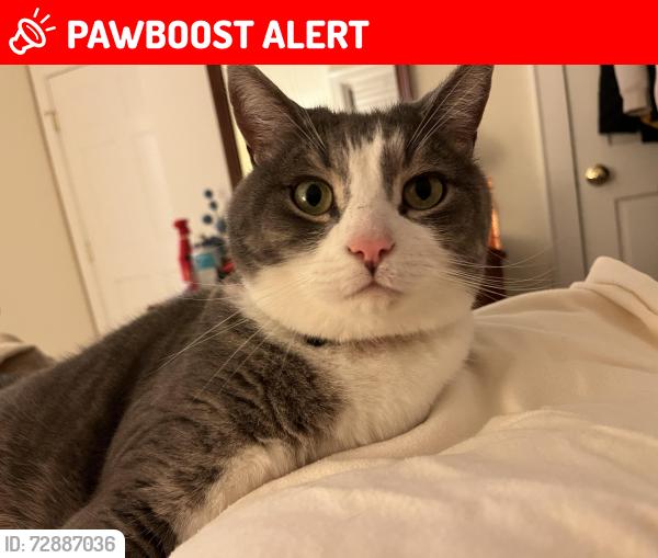 Lost Male Cat last seen Florian Way, Buncombe County, NC 28803