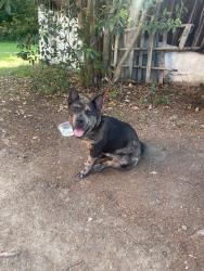 Found/Stray Male Dog last seen Shadow Valley rd, High Point, NC 27262