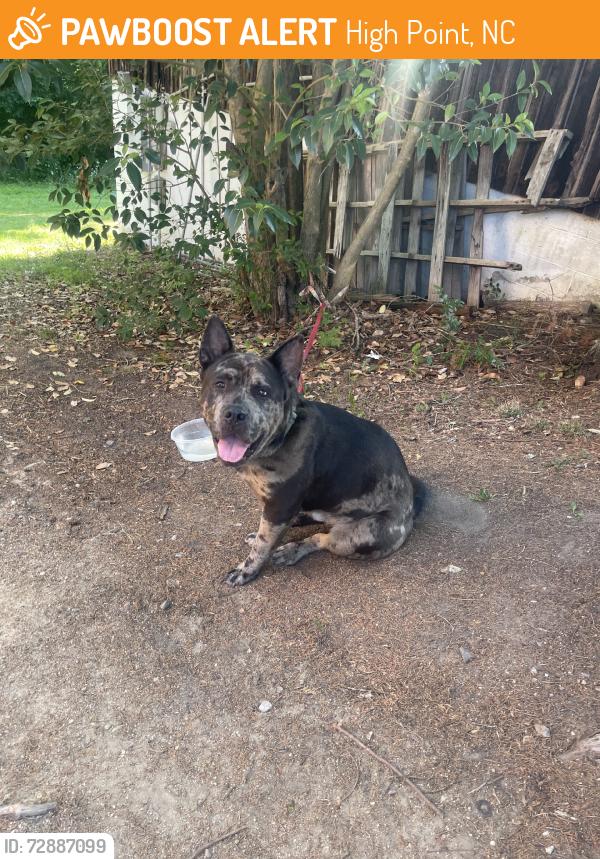 Found/Stray Male Dog last seen Shadow Valley rd, High Point, NC 27262