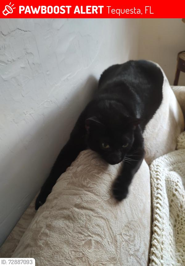 Lost Male Cat last seen Seabrook Drive , Tequesta, FL 33469