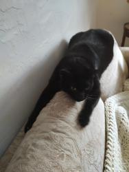 Lost Male Cat last seen Seabrook Drive , Tequesta, FL 33469
