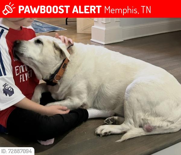 Lost Female Dog last seen South of Walnut Grove Rd and Foreat Hill Irene, Memphis, TN 38018