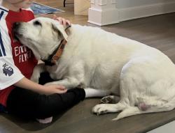 Lost Female Dog last seen South of Walnut Grove Rd and Foreat Hill Irene, Memphis, TN 38018