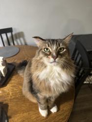 Lost Male Cat last seen Yacolt Tradepost, Yacolt, WA 98675