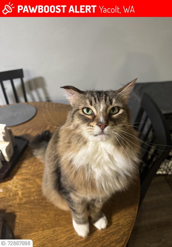 Lost Male Cat last seen Yacolt Tradepost, Yacolt, WA 98675
