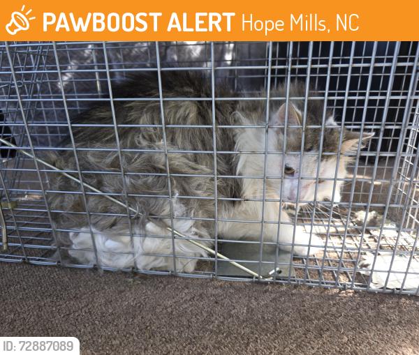 Found/Stray Unknown Cat last seen ens , Hope Mills, NC 28348